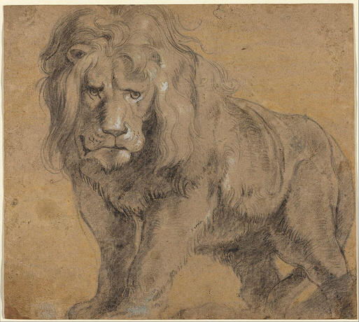Drawing of a Lion by Peter Paul Rubens