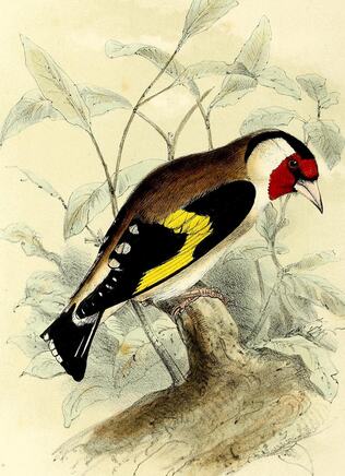 A drawing of a European goldfinch