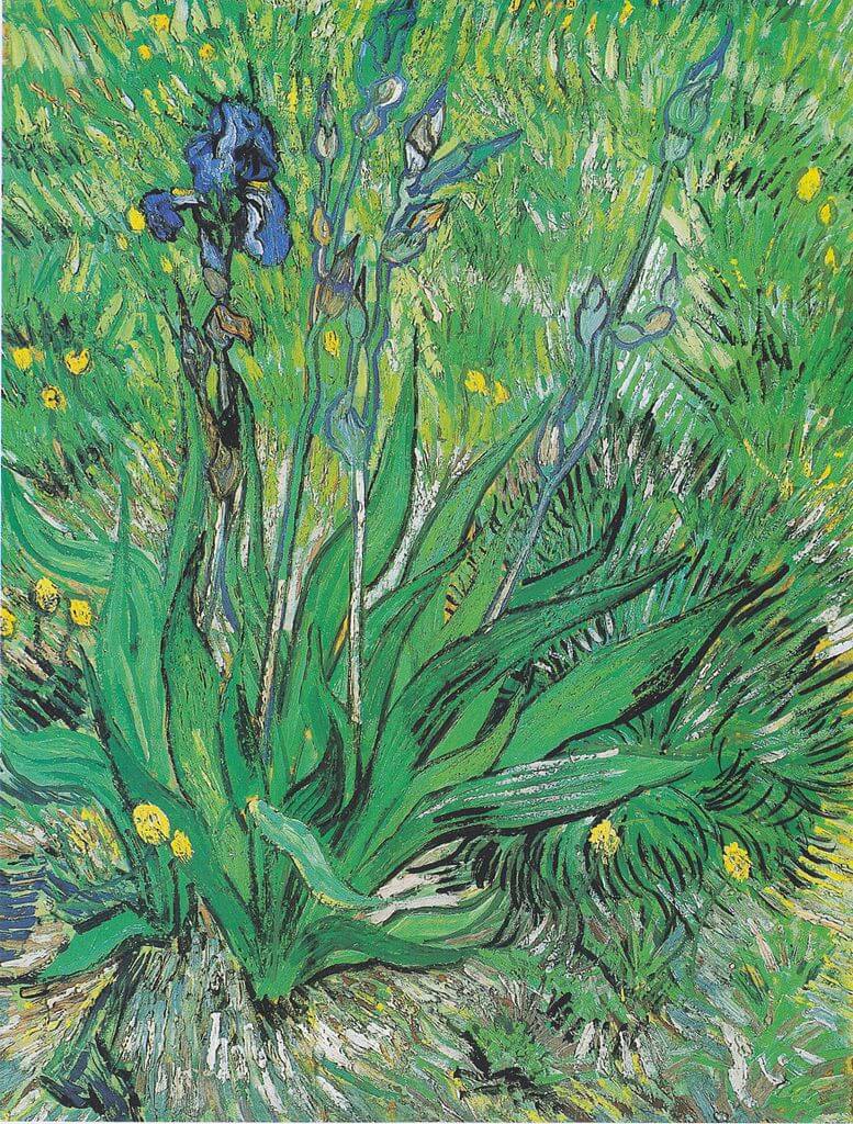 Iris by Vincent van Gogh in the National Gallery of Canada